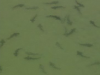 Leopard Sharks Swarming in Southern California